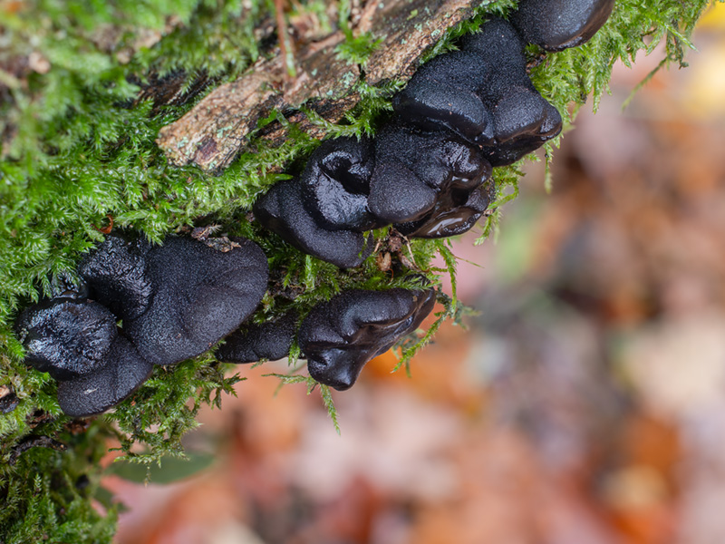 Exidia glandulosa Exidia glandulosa